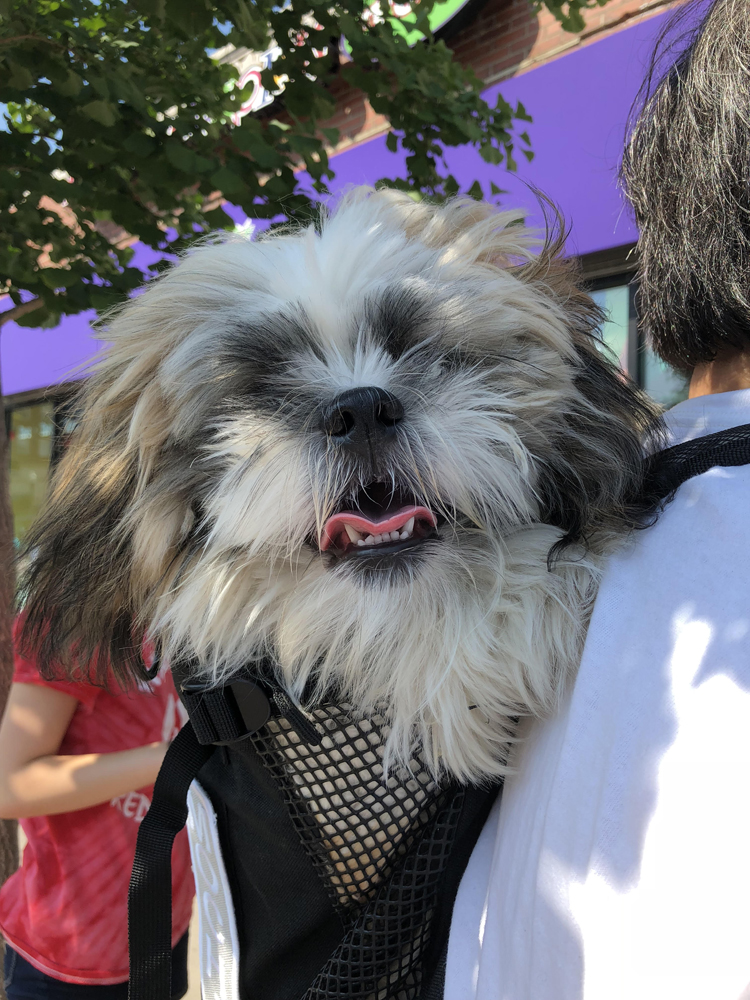 shih tzu puppy in a k9 sport sack backpack for carrying a small dog