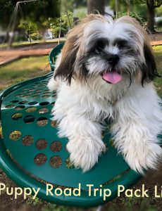 shih tzu puppy on a leaf shaped bench in a park