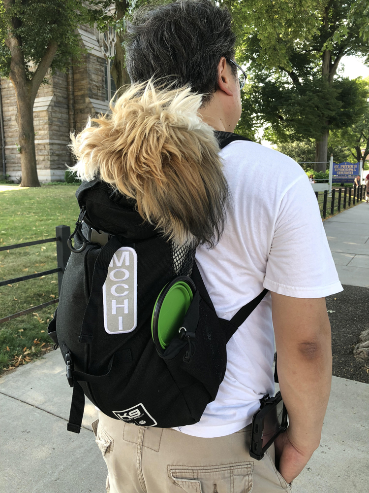 shih tzu puppy in a customized K9 spork sack with a name tag