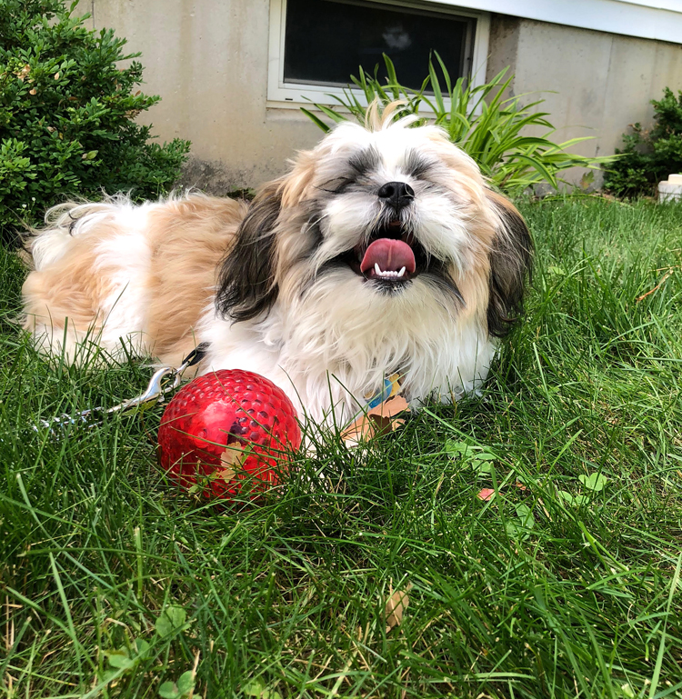 brown and white shih tzu puppy with a red ball on green grass lawn