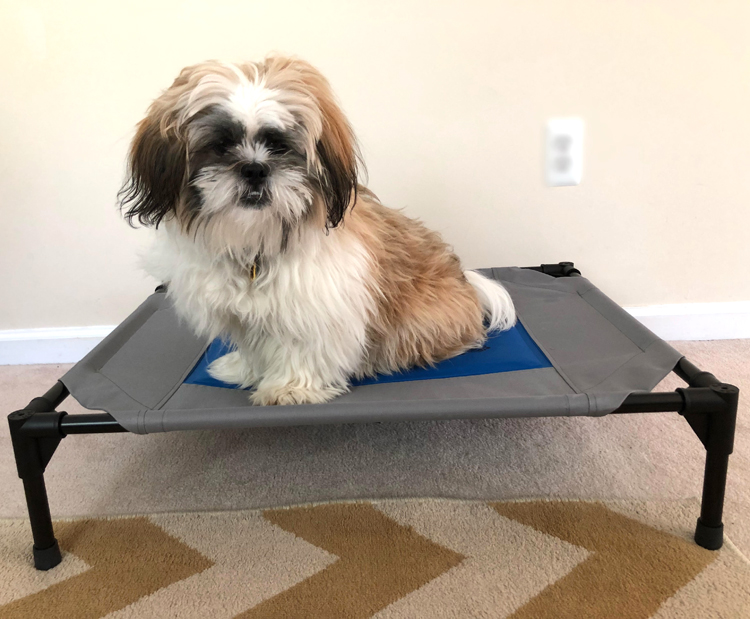 shih tzu puppy on a coolin pet cot