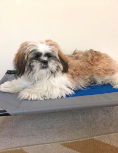 shih tzu puppy on a coolin pet cot by K&H Pet Products