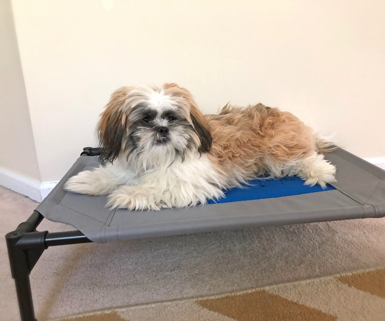 Cool dog deals beds for summer