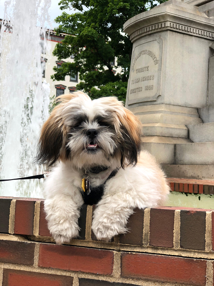 shih tzu at fountain in Phillipsburg, NJ