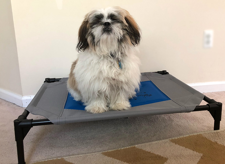 cute shih tzu pupy on a cooling dog pet cot