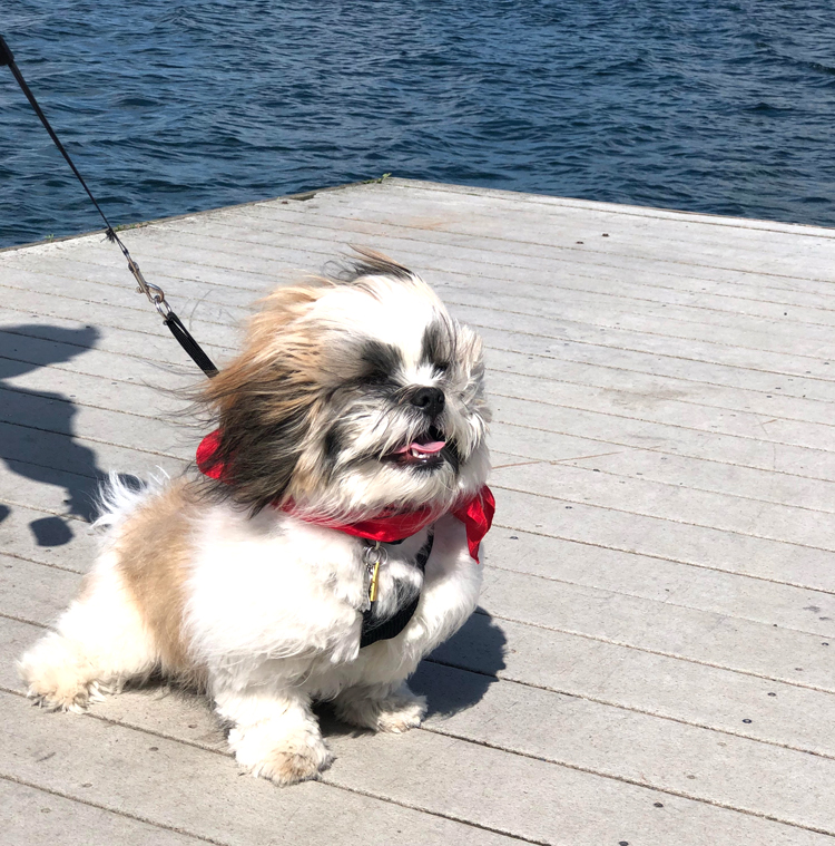 shih tzu puppy on the dock on keuka lake in hammondsport, new york