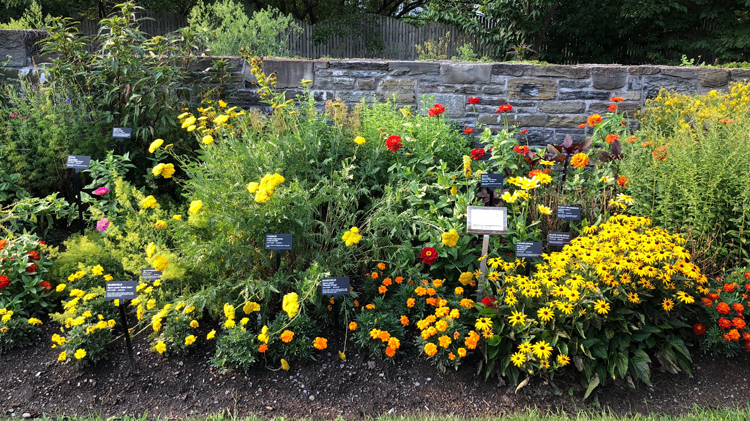 Beautiful flowers in the Cornell Botanic Gardens