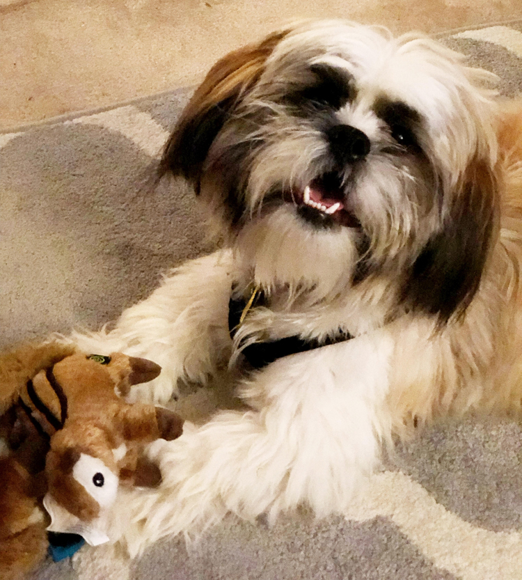 chipmunk with a squeaky godog chipmunk toy from PupBox