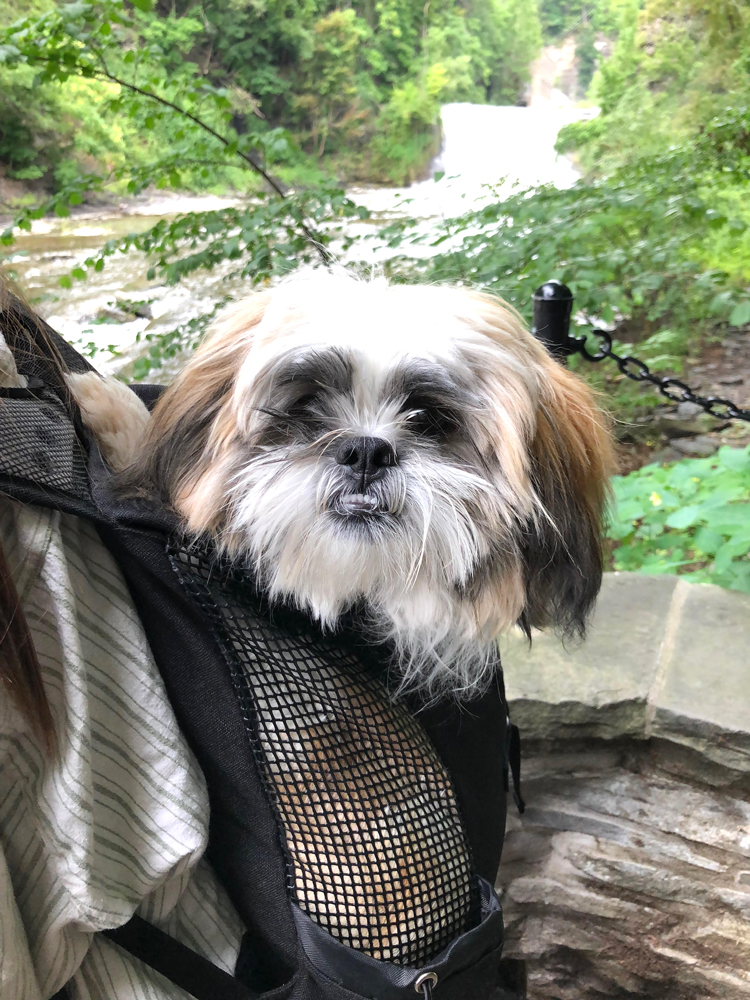 Shih Tzu puppy by gorges and waterfalls on the Cornell University campus in Ithaca, NY