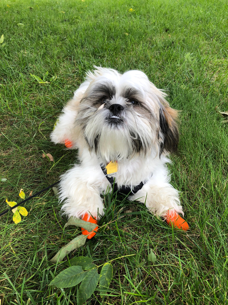 a Shih Tzu wearing Pawz dog waterproof boots in extra small