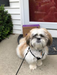 9 month old Shih Tzu puppy with a PupBox