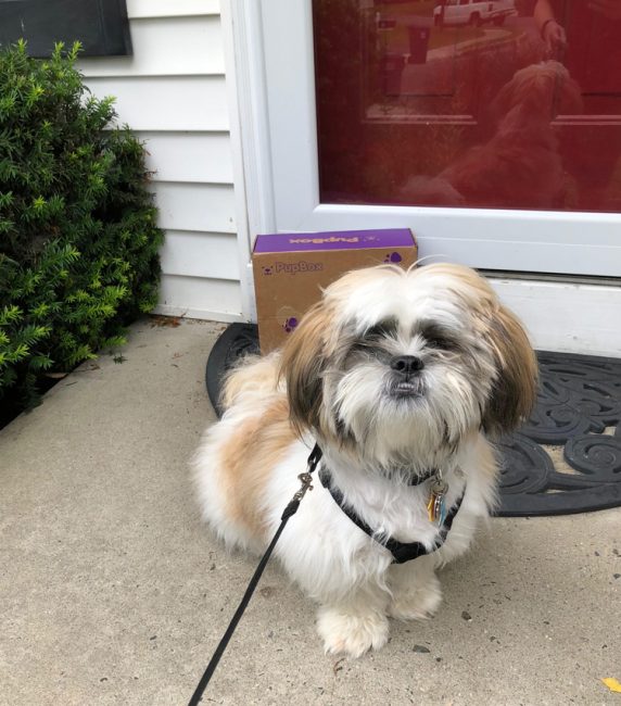 9 month old Shih Tzu puppy with a PupBox