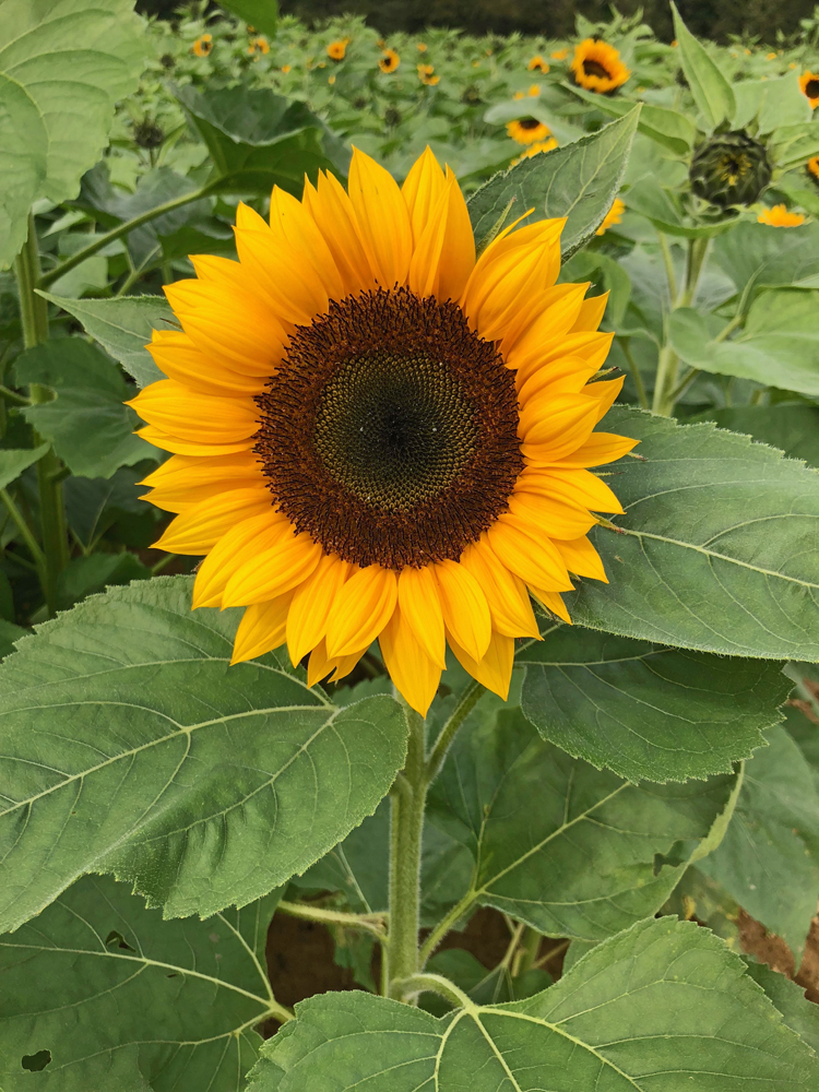 sunflower at Holland Ridge Farm's sunflower festival in NJ