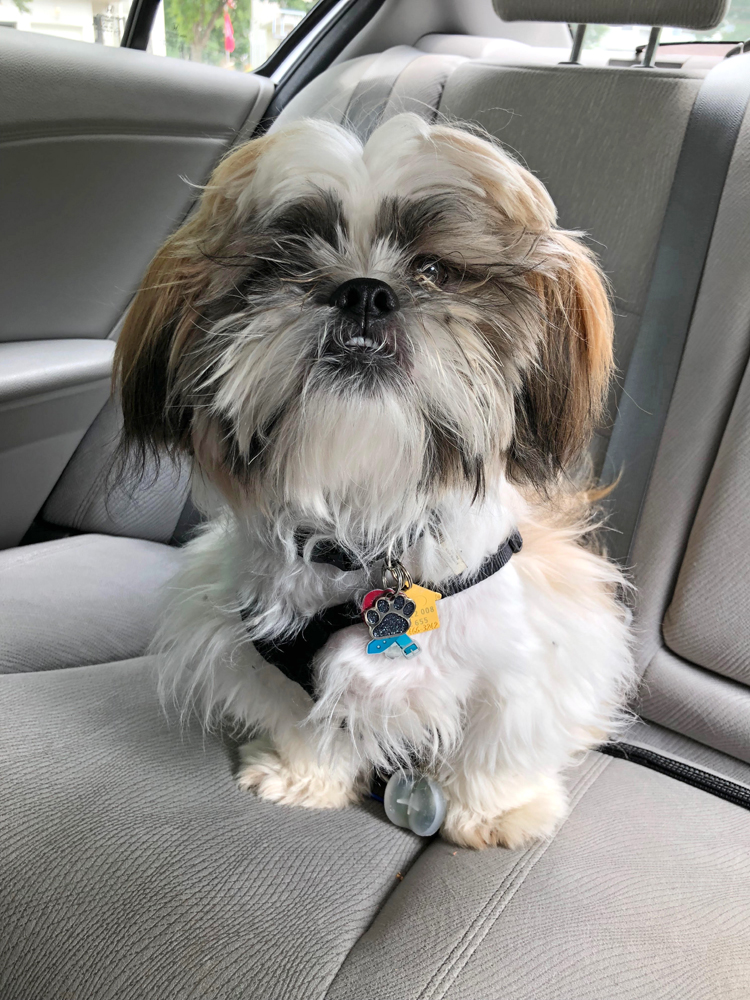 Shih Tzu in the back seat of a car