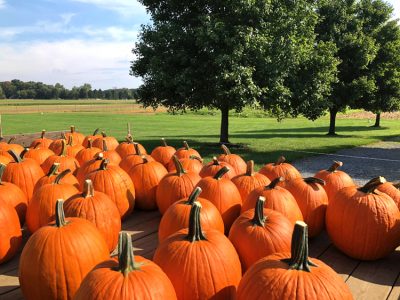 pumpkins at stults farm in plainsboro, nj