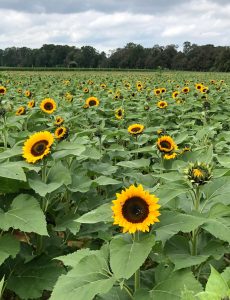 2018 sunflower festival at Holland Ridge Farms in Cream Ridge, NJ