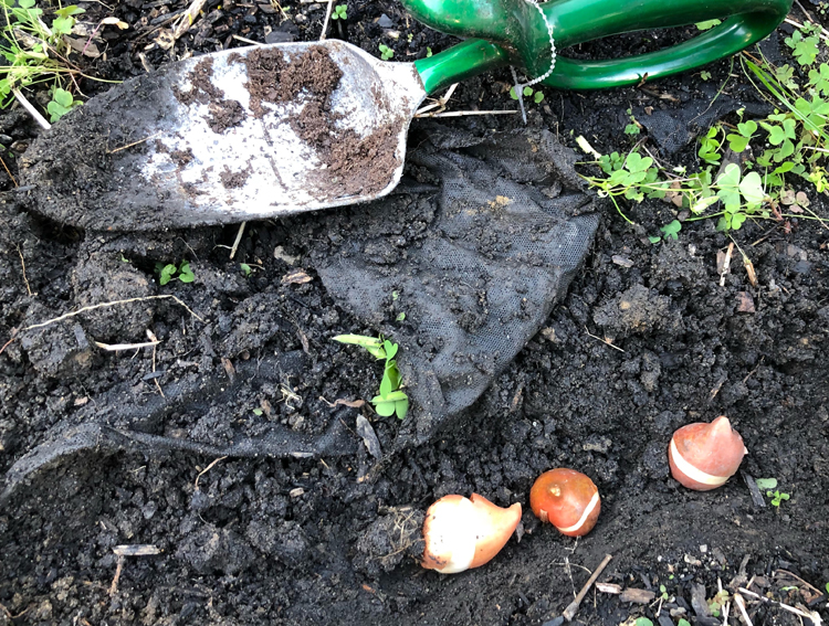 planting tulip bulbs for spring