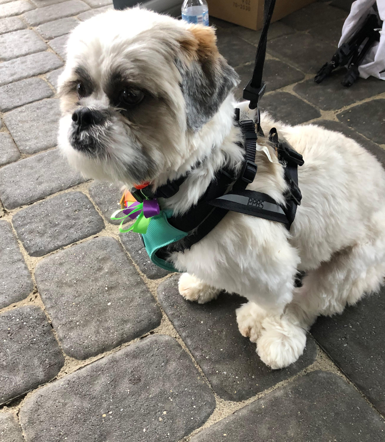 Shih Tzu puppy wearing a ClickIt safety harness