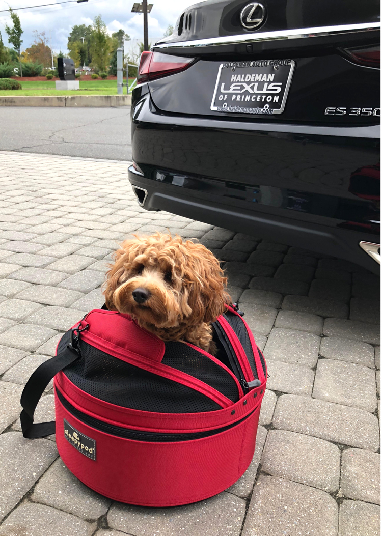 puppy in Sleepypod mobile pet carrier