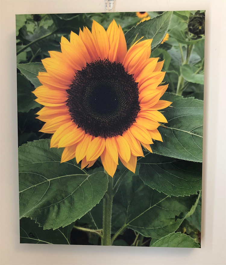 canvas print of a beautiful sunflower