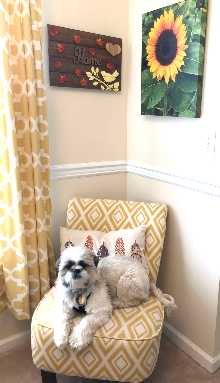 A Shih Tzu puppy sitting in a colorful living room on an accent chair beneath a sunflower canvas photo print.