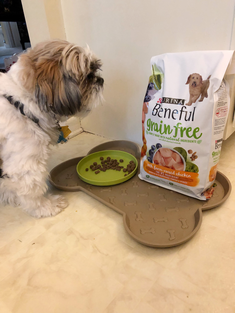 Shih Tzu puppy with grain free Beneful dry dog food