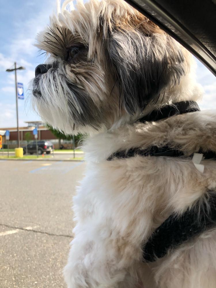 A Shih Tzu puppy in a car window