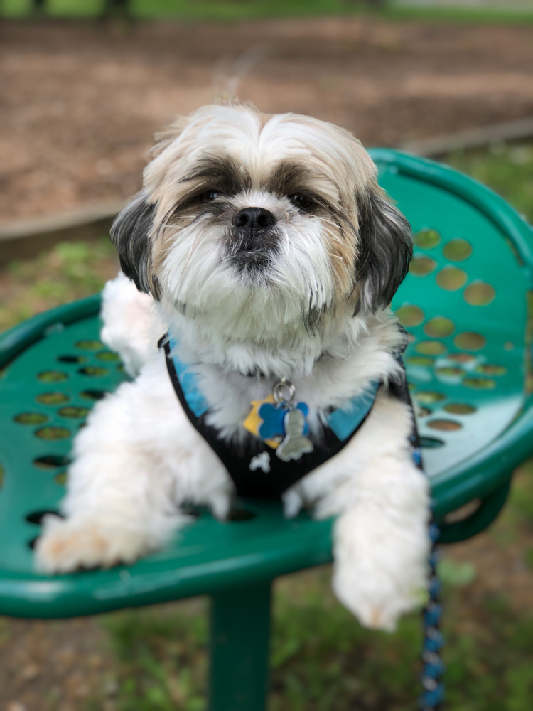 Adorable Shih Tzu puppy on a park bench