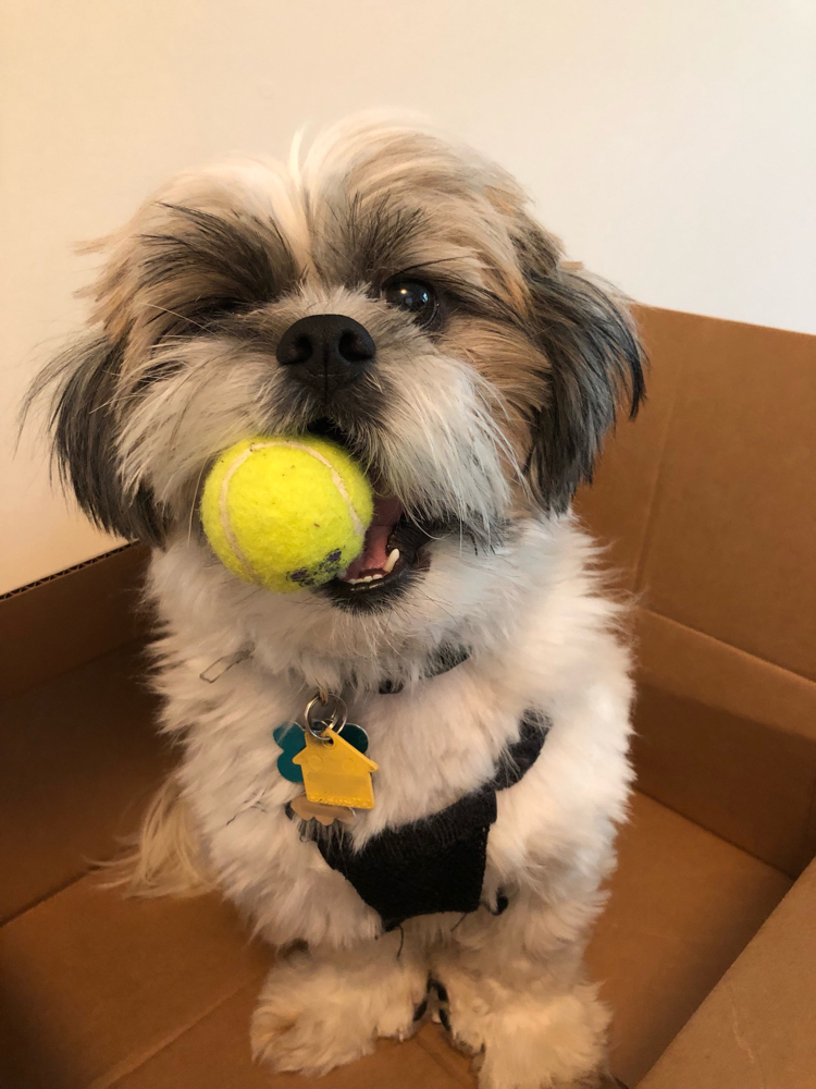 cute Shih Tzu puppy in a box holding a tennis ball