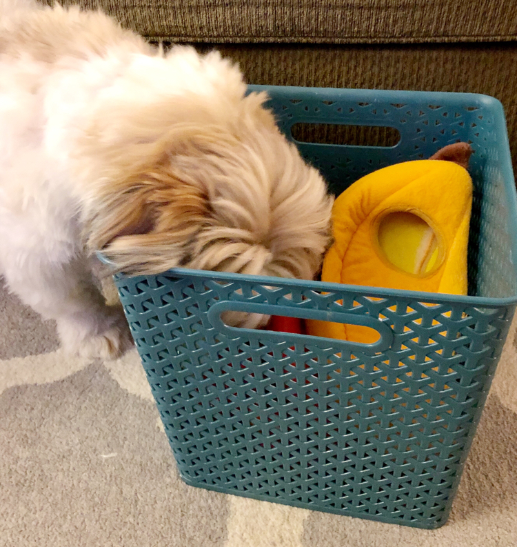 A puppy getting toys out of a plastic storage bin