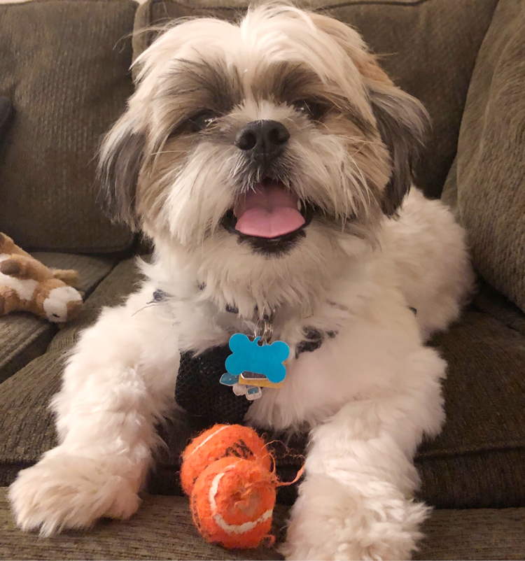 Shih Tzu puppy with two orange tennis balls