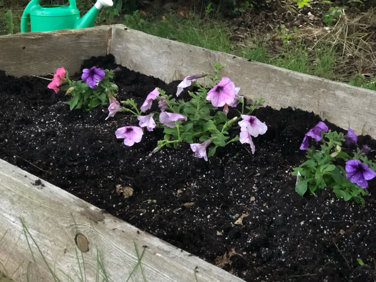 Annual flowers planted in a raised garden bed