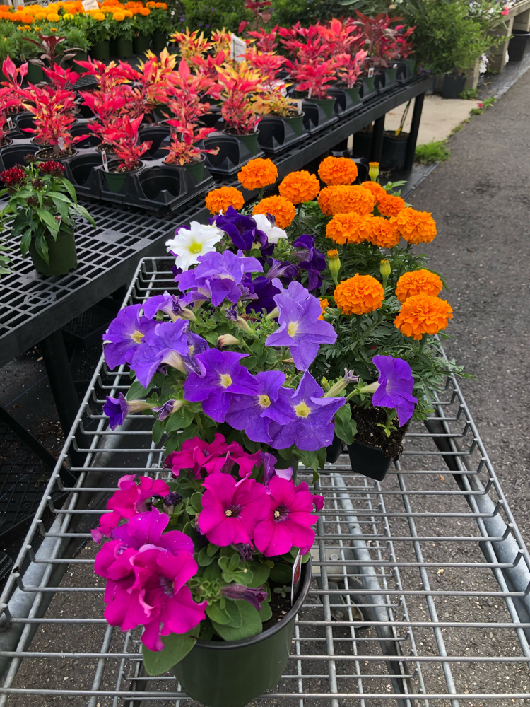 colorful potted annual flowers