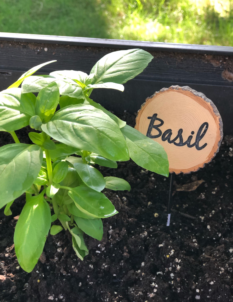 Basil planted in a raised patio planter and marked with a wood slice garden marker.