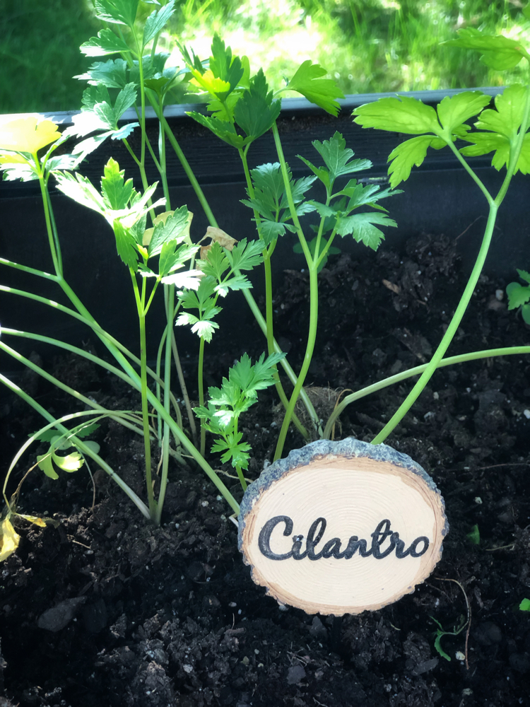 Cilantro in a raised herb garden with a wood slice garden marker.