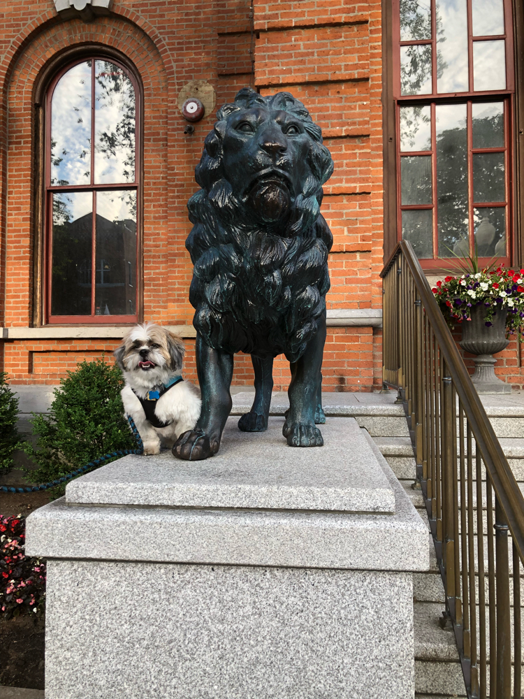 A cute Shih Tzu pup next to one of the lions at the city hall in Saratoga Springs, NY