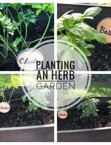Planting an herb garden in a raised patio planter is a great idea. The herbs are kept away from rabbits and other critters and you can keep the herbs just outside your kitchen door.