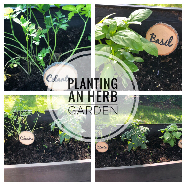 Planting an herb garden in a raised patio planter is a great idea. The herbs are kept away from rabbits and other critters and you can keep the herbs just outside your kitchen door.