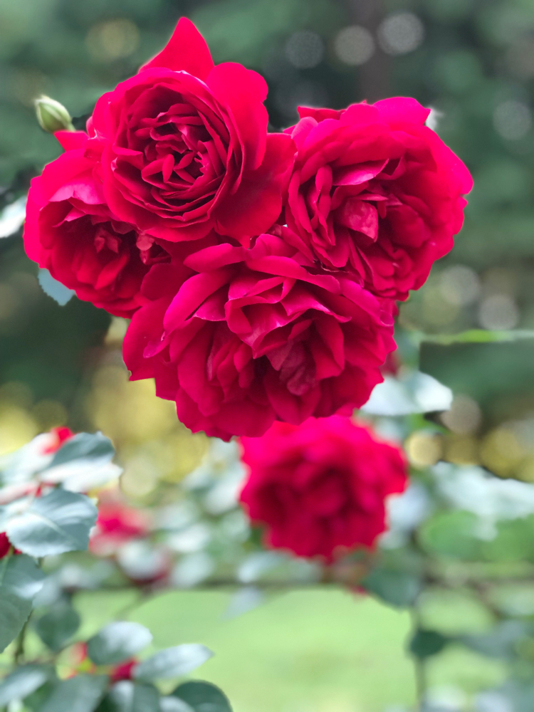 Red roses in the Yaddo Gardens in Saratoga Springs, NY