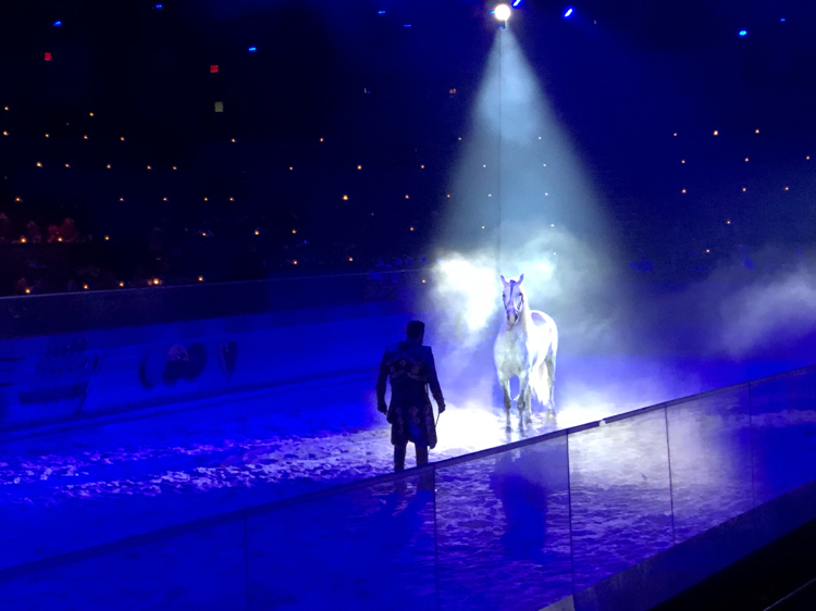 Magnificent trained horses are part of the show at the Medieval Times