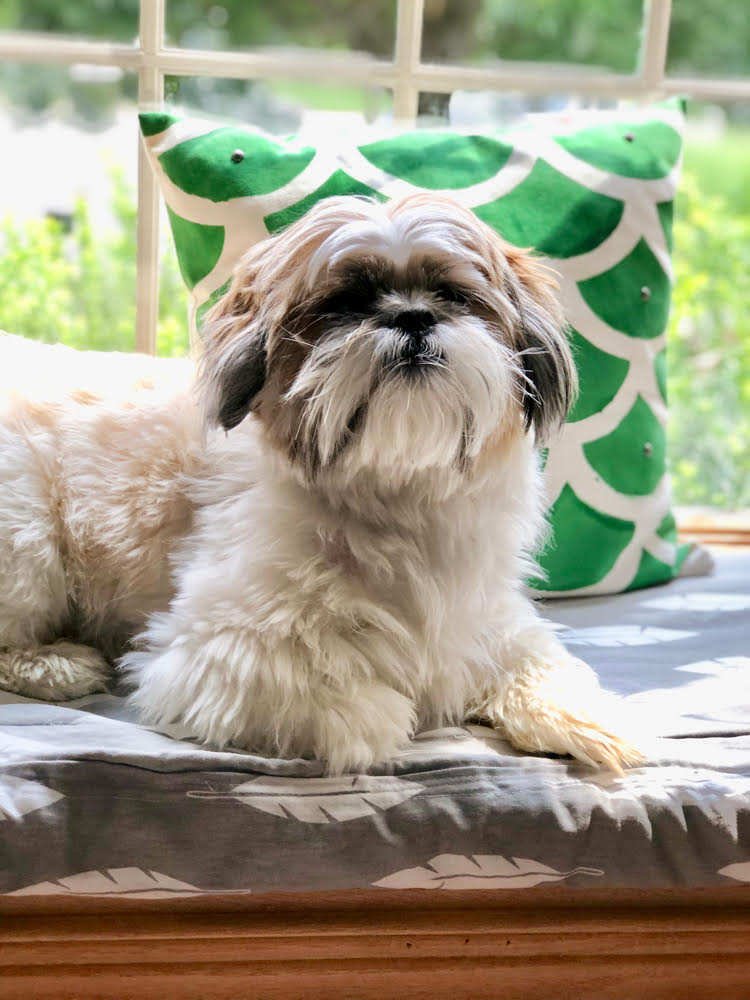 Shih Tzu sitting on a DIY boxed cushion with homemade piping.
