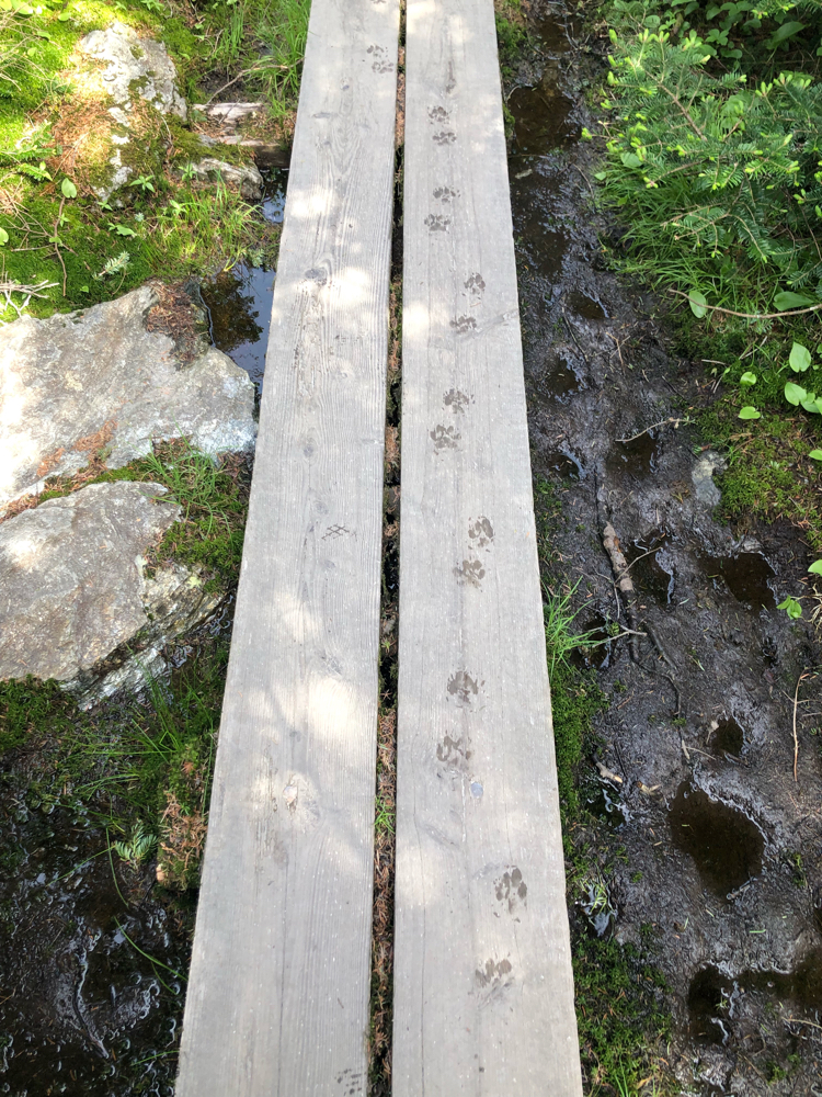 Puppy paw priints on wooden prints on a hike in Stowe, Vermont.