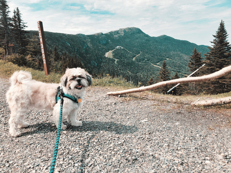 Shih Tzu on top of Mt. Mansfield in Stowe, Vermont