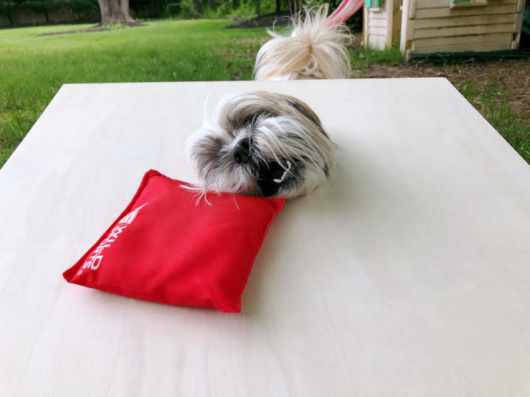 Shih Tzu pup stealing a beanbag from a corn hole game