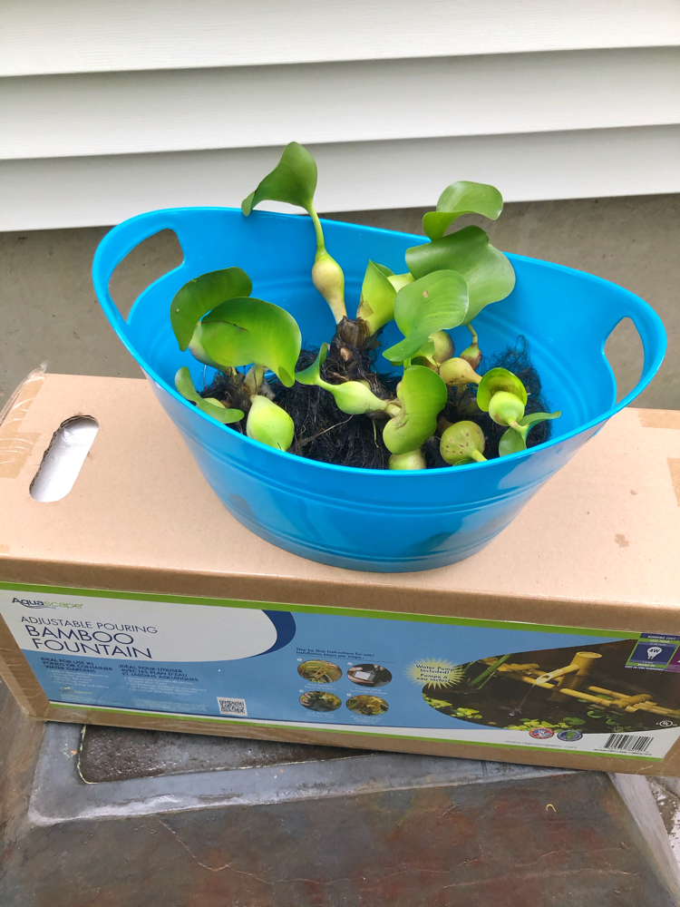 A patio pond fountain in a box with a plastic container of water hyacinths sitting on top. The box is sitting on an upside down patio pond.