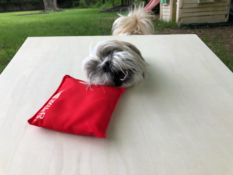 Shih Tzu puppy pokes head through hole in a  cornhole board to get bean bag.