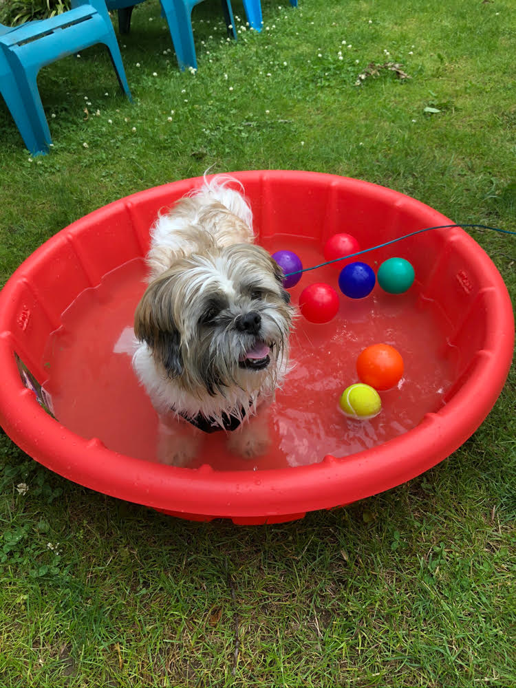 A Shih Tzu puppy in a red plastic dog pool with some colorful balls