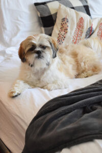 Shih Tzu on a bed with a plush gray blanket and fall pillows