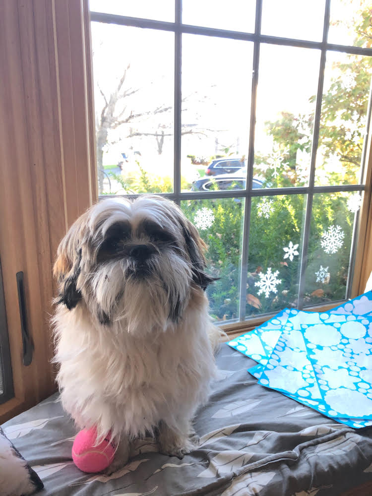 Shih Tzu sitting on a window seat cushion in front of a bay window decorated with snowflake decals