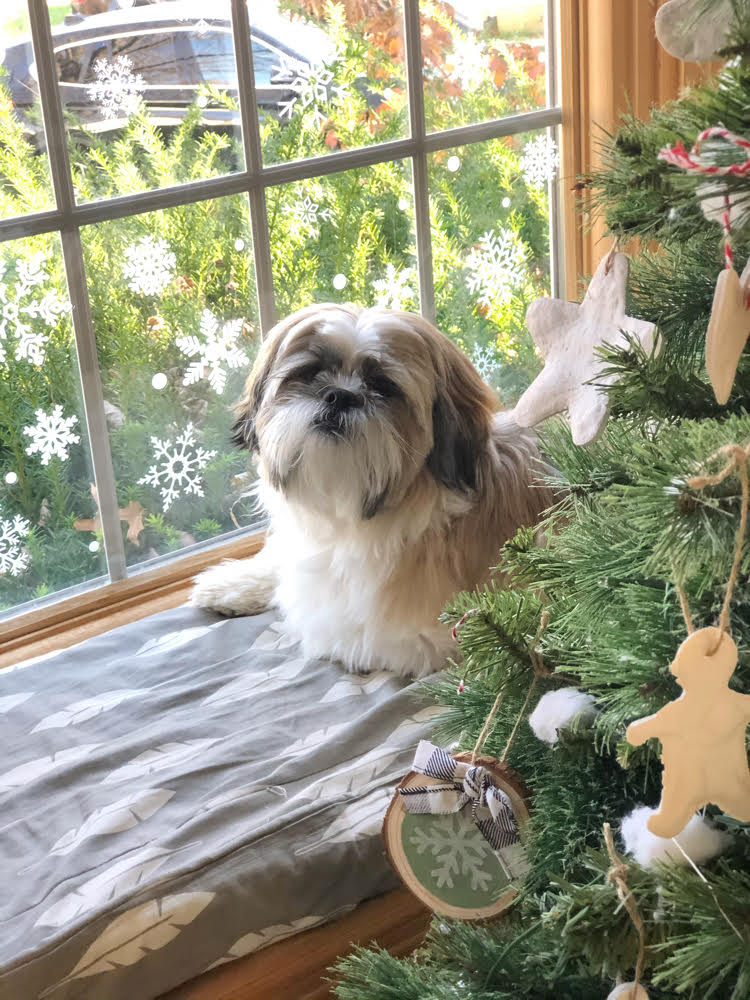 Shih Tzu sitting in a window seat by a window decorated with snowflake window decals